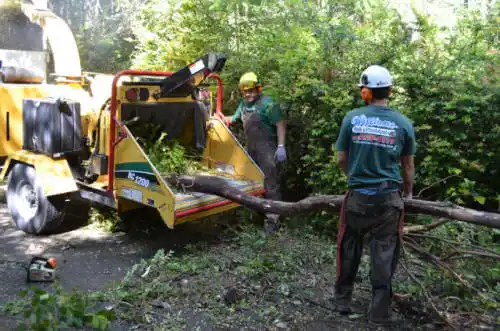 tree services Dock Junction